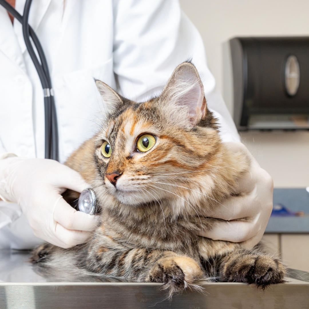A cat being examined by a vet