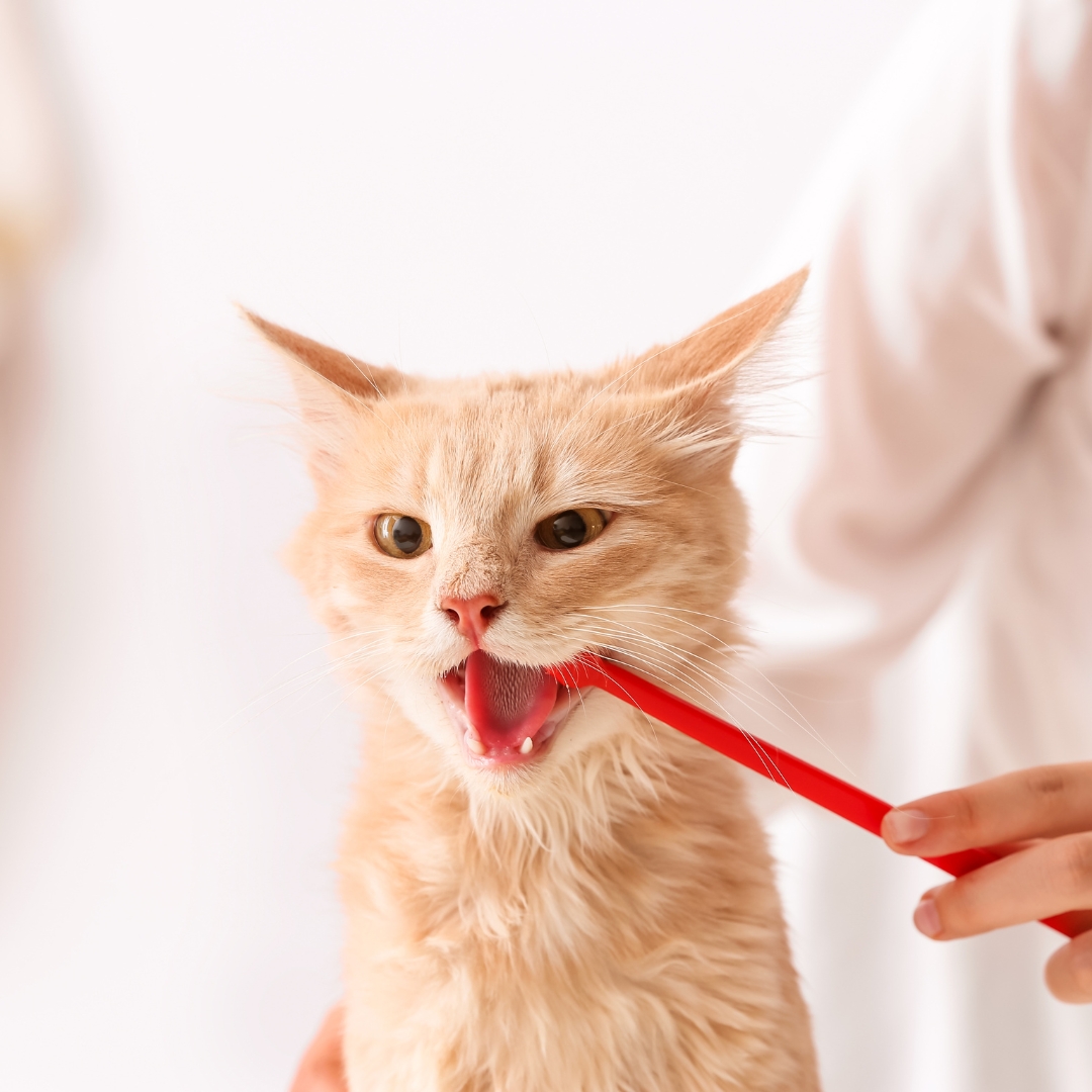 A cat brushing its teeth
