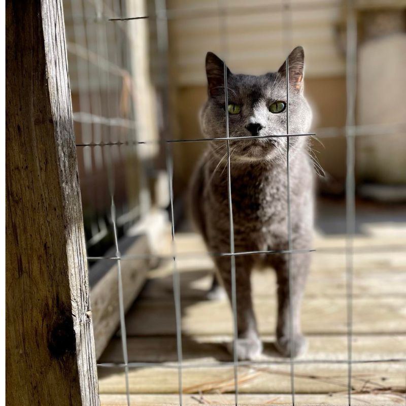 a cat standing behind a wire fence