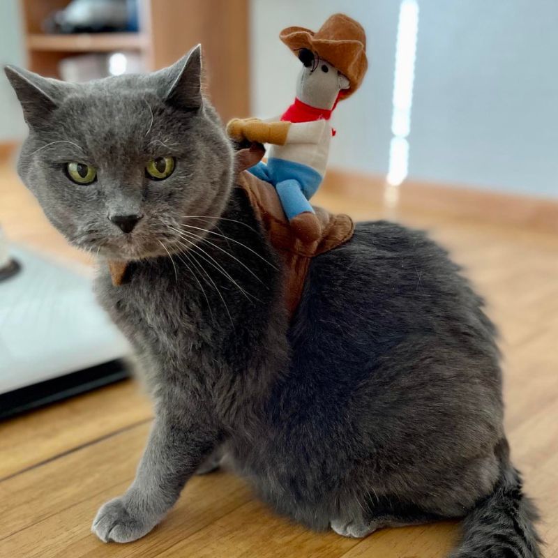 a cat with a toy cowchild on its back