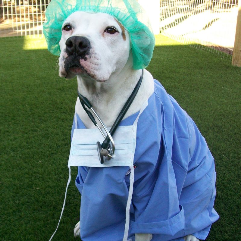 a dog wearing a scrubs and a hat