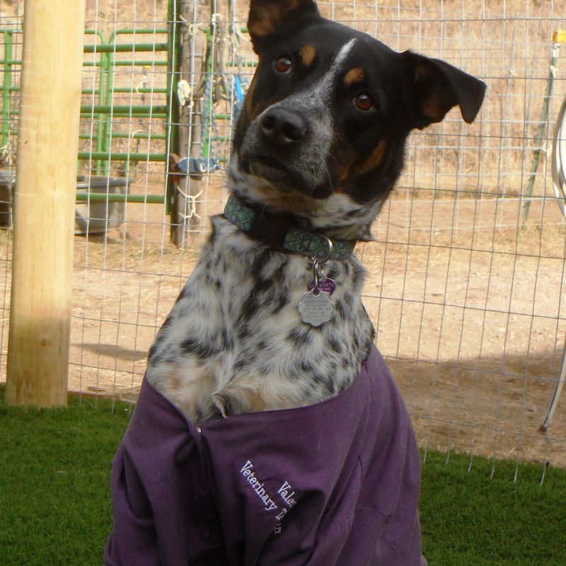 a dog wearing a purple shirt