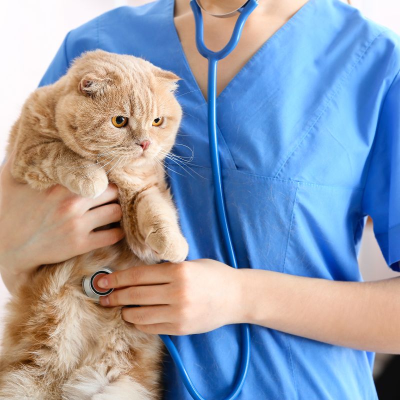 a person wearing a blue scrubs holding a cat
