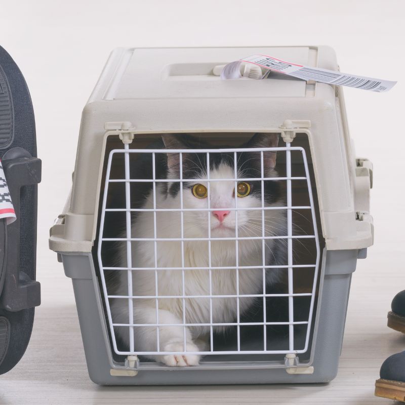 a cat in a carrier