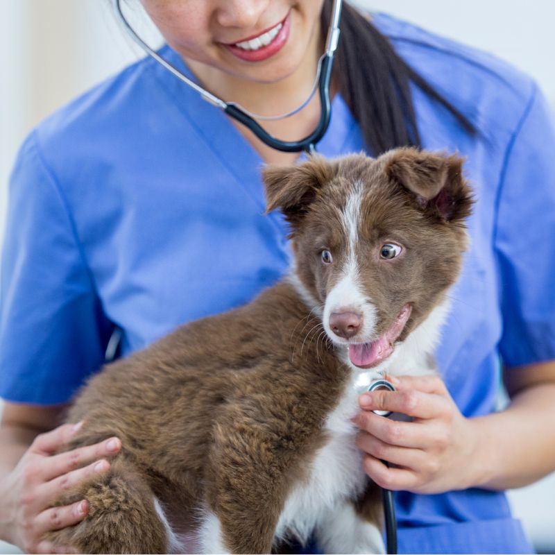 a person in blue scrubs holding a dog