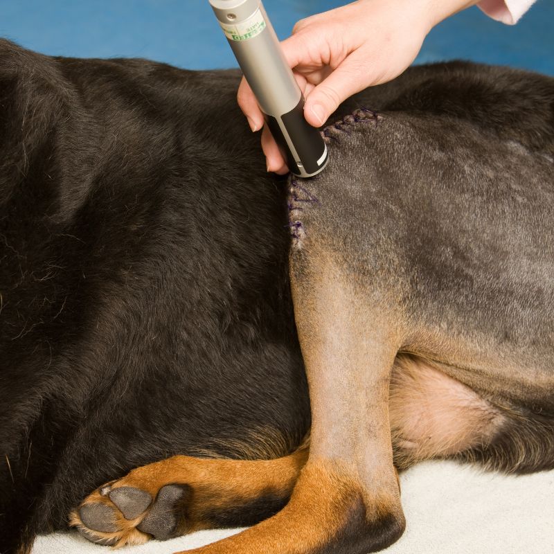 a person using an electronic device to remove a dog's back