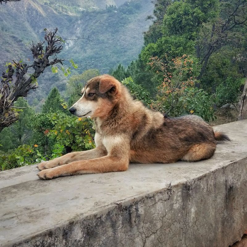 a dog lying on a ledge