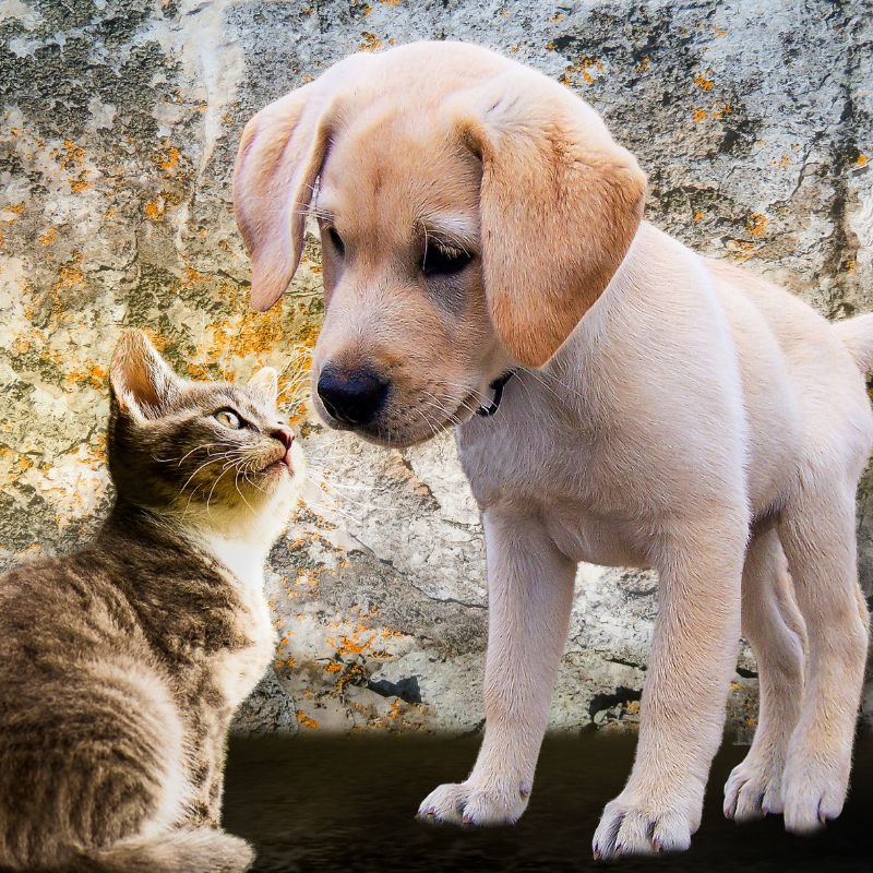a dog and cat looking at each other