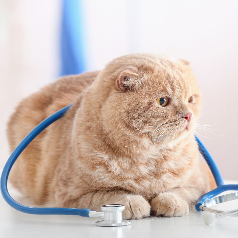 a cat with a stethoscope around its neck